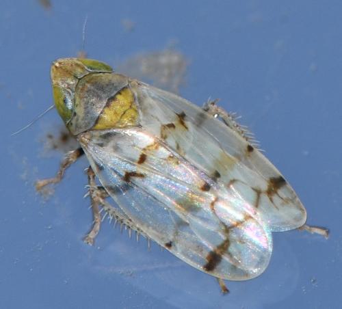 Japananus hyalinus